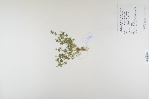  (Trifolium aureum - CP0012403)  @11 [ ] CreativeCommons  Attribution Non-Commercial No Derivatives (2023) Herbarium C Natural History Museum of Denmark