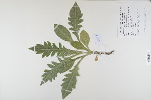  (Knautia - CP0012405)  @11 [ ] CreativeCommons  Attribution Non-Commercial No Derivatives (2023) Herbarium C Natural History Museum of Denmark