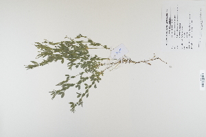  (Lathyrus pratensis - CP0012409)  @11 [ ] CreativeCommons  Attribution Non-Commercial No Derivatives (2023) Herbarium C Natural History Museum of Denmark