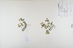  (Trifolium campestre - CP0012413)  @11 [ ] CreativeCommons  Attribution Non-Commercial No Derivatives (2023) Herbarium C Natural History Museum of Denmark