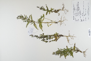  (Gentianella amarella - CP0012429)  @11 [ ] CreativeCommons  Attribution Non-Commercial No Derivatives (2023) Herbarium C Natural History Museum of Denmark