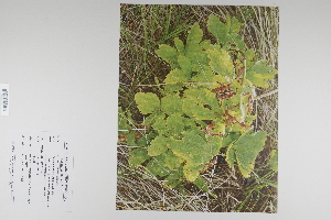  (Ligusticum scoticum - CP0012439)  @11 [ ] CreativeCommons  Attribution Non-Commercial No Derivatives (2022) Herbarium C Natural History Museum of Denmark