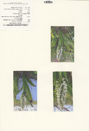 (Dactylorhiza incarnata - CP0012457)  @11 [ ] CreativeCommons  Attribution Non-Commercial No Derivatives (2024) Herbarium C Natural History Museum of Denmark