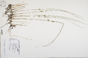  (Juncus filiformis - CP0012481)  @11 [ ] CreativeCommons  Attribution Non-Commercial No Derivatives (2024) Herbarium C Natural History Museum of Denmark
