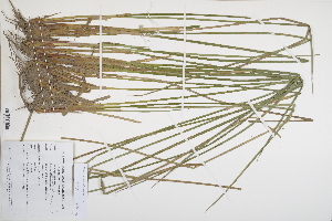  (Juncus conglomeratus - CP0012486)  @11 [ ] CreativeCommons  Attribution Non-Commercial No Derivatives (2024) Herbarium C Natural History Museum of Denmark