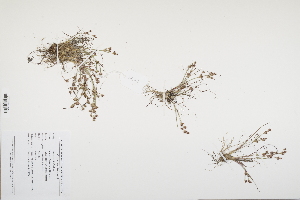  (Juncus bulbosus - CP0012488)  @11 [ ] CreativeCommons  Attribution Non-Commercial No Derivatives (2024) Herbarium C Natural History Museum of Denmark