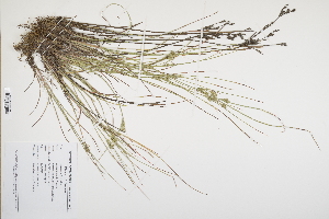  (Juncus tenuis - CP0012495)  @11 [ ] CreativeCommons  Attribution Non-Commercial No Derivatives (2024) Herbarium C Natural History Museum of Denmark