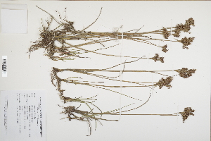  (Juncus anceps - CP0012504)  @11 [ ] CreativeCommons  Attribution Non-Commercial No Derivatives (2024) Herbarium C Natural History Museum of Denmark