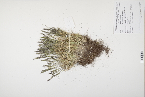  (Festuca ovina - CP0012508)  @11 [ ] CreativeCommons  Attribution Non-Commercial No Derivatives (2024) Herbarium C Natural History Museum of Denmark