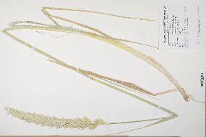  (Leymus arenarius - CP0012509)  @11 [ ] CreativeCommons  Attribution Non-Commercial No Derivatives (2024) Herbarium C Natural History Museum of Denmark