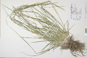  (Deschampsia cespitosa - CP0012511)  @11 [ ] CreativeCommons  Attribution Non-Commercial No Derivatives (2024) Herbarium C Natural History Museum of Denmark