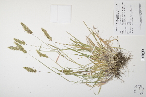  (Anthoxanthum odoratum - CP0012513)  @11 [ ] CreativeCommons  Attribution Non-Commercial No Derivatives (2024) Herbarium C Natural History Museum of Denmark