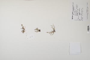  ( - CP0012528)  @11 [ ] CreativeCommons  Attribution Non-Commercial No Derivatives (2024) Herbarium C Natural History Museum of Denmark