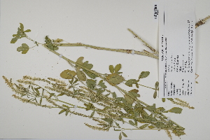  (Melilotus albus - CP0024816)  @11 [ ] CreativeCommons  Attribution Non-Commercial No Derivatives (2022) Herbarium C Natural History Museum of Denmark