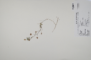  (Trifolium dubium - CP0025169)  @11 [ ] CreativeCommons  Attribution Non-Commercial No Derivatives (2022) Herbarium C Natural History Museum of Denmark