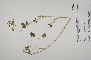  (Trifolium hybridum - CP0025172)  @11 [ ] CreativeCommons  Attribution Non-Commercial No Derivatives (2022) Herbarium C Natural History Museum of Denmark
