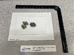  ( - CCDB-39407-F01)  @11 [ ] CreativeCommons - Attribution Non-Commercial Share-Alike (2025) Canadian Museum of Nature Canadian Museum of Nature