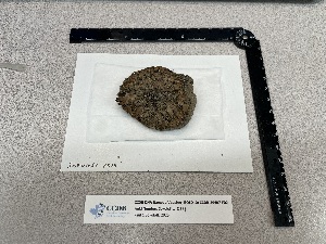  ( - CCDB-39407-F02)  @11 [ ] CreativeCommons - Attribution Non-Commercial Share-Alike (2025) Canadian Museum of Nature Canadian Museum of Nature