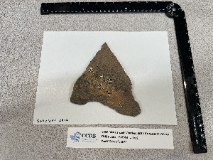  ( - CCDB-39407-F07)  @11 [ ] CreativeCommons - Attribution Non-Commercial Share-Alike (2025) Canadian Museum of Nature Canadian Museum of Nature