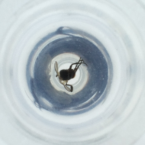  ( - MOZZ00000905A_E7)  @11 [ ] by  Genome Research Ltd as Wellcome Sanger Institute Genome Research Limited operating as Wellcome Sanger Institute