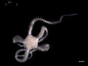  ( - MT08208)  @13 [ ] CreativeCommons - Attribution Non-Commercial Share-Alike (2012) Silke Laakmann German Center for Marine Biodiversity Research, Senckenberg am Meer