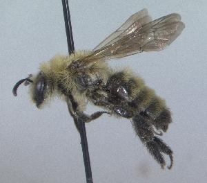  ( - Bee3-4)  @11 [ ] Copyright (2010) Unspecified Unspecified