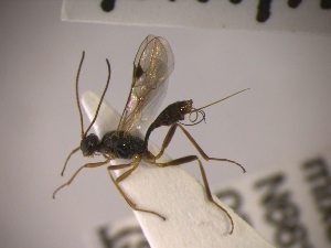  ( - SMTP144)  @12 [ ] CreativeCommons - Attribution Non-Commercial Share-Alike (2015) Unspecified University of Oslo