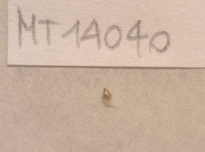  ( - MT14040)  @11 [ ] Unspecified (default): All Rights Reserved (2018) Pedro Martinez DZMB, Senckenberg am Meer