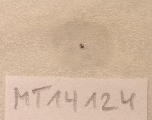 ( - MT14124)  @11 [ ] Unspecified (default): All Rights Reserved (2018) Pedro Martinez DZMB, Senckenberg am Meer