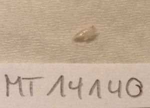  ( - MT14140)  @11 [ ] Unspecified (default): All Rights Reserved (2018) Pedro Martinez DZMB, Senckenberg am Meer