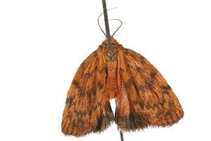  ( - 07-NSWBB-0383)  @13 [ ] CreativeCommons - Attribution (2008) CBG Photography Group Centre for Biodiversity Genomics