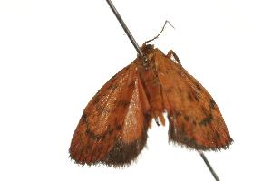  ( - 07-NSWBB-0390)  @13 [ ] CreativeCommons - Attribution (2008) CBG Photography Group Centre for Biodiversity Genomics