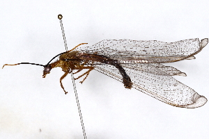  ( - BIOUG98717-C02)  @11 [ ] CreativeCommons - Attribution (2023) CBG Photography Group Centre for Biodiversity Genomics