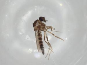  ( - CBG-A02826-C10)  @11 [ ] CreativeCommons - Attribution (2023) Centre for Biodiversity Genomics Centre for Biodiversity Genomics