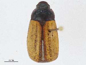  ( - CBG-A04548-E10)  @11 [ ] CreativeCommons - Attribution (2023) CBG Photography Group Centre for Biodiversity Genomics