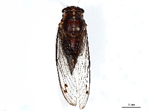  ( - CBG-A04549-B06)  @11 [ ] CreativeCommons - Attribution (2023) CBG Photography Group Centre for Biodiversity Genomics