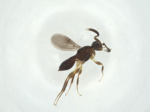  ( - CBG-A26093-B03)  @11 [ ] CreativeCommons - Attribution Share - Alike (2024) Centre for Biodiversity Genomics Centre for Biodiversity Genomics