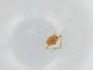  ( - CBG-A26104-B06)  @11 [ ] CreativeCommons - Attribution Share - Alike (2024) Centre for Biodiversity Genomics Centre for Biodiversity Genomics