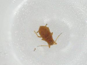  ( - CBG-A26104-F10)  @11 [ ] CreativeCommons - Attribution Share - Alike (2024) Centre for Biodiversity Genomics Centre for Biodiversity Genomics
