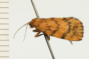  ( - 08-NSWHH-0642)  @13 [ ] CreativeCommons - Attribution (2009) CBG Photography Group Centre for Biodiversity Genomics