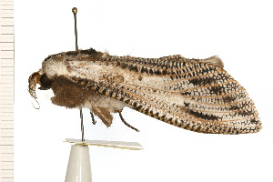  ( - 08-NSWHH-0009)  @12 [ ] CreativeCommons - Attribution (2009) CBG Photography Group Centre for Biodiversity Genomics