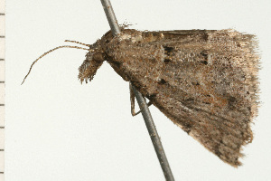  ( - 08-NSWHH-1297)  @12 [ ] CreativeCommons - Attribution (2009) CBG Photography Group Centre for Biodiversity Genomics