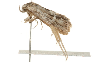  ( - 09-NSWHH-0142)  @12 [ ] CreativeCommons - Attribution (2010) CBG Photography Group Centre for Biodiversity Genomics