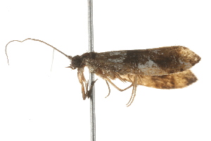  ( - 09-NSWHH-1191)  @13 [ ] CreativeCommons - Attribution (2010) CBG Photography Group Centre for Biodiversity Genomics