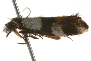  ( - 09-NSWHH-1343)  @13 [ ] CreativeCommons - Attribution (2010) CBG Photography Group Centre for Biodiversity Genomics