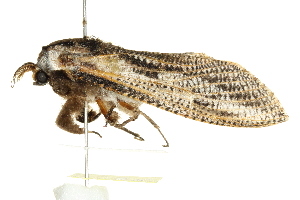  ( - BIOUG00851-F07)  @12 [ ] CreativeCommons - Attribution (2011) CBG Photography Group Centre for Biodiversity Genomics