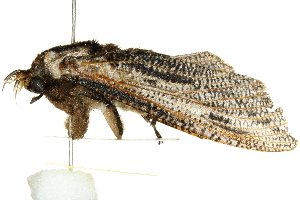  ( - BIOUG00851-G02)  @12 [ ] CreativeCommons - Attribution (2011) CBG Photography Group Centre for Biodiversity Genomics