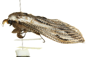  ( - BIOUG00851-H11)  @12 [ ] CreativeCommons - Attribution (2011) CBG Photography Group Centre for Biodiversity Genomics