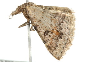  ( - BIOUG00949-A02)  @12 [ ] CreativeCommons - Attribution (2011) CBG Photography Group Centre for Biodiversity Genomics