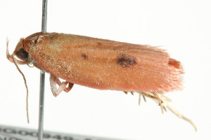  ( - BIOUG00949-A07)  @12 [ ] CreativeCommons - Attribution (2011) CBG Photography Group Centre for Biodiversity Genomics